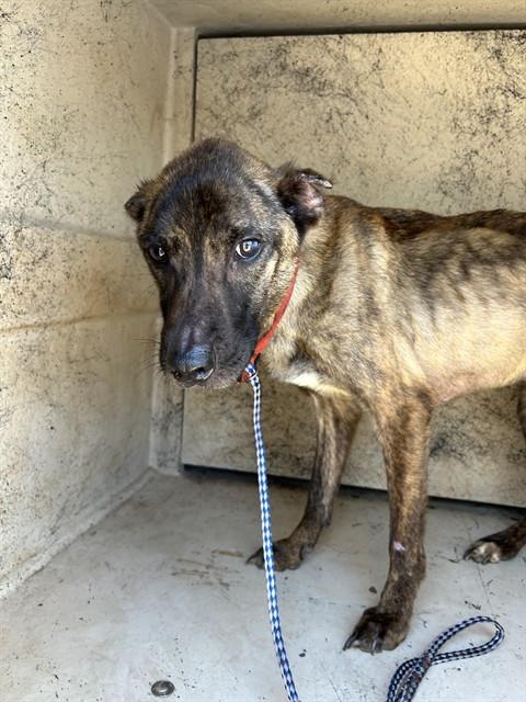 Shelter Stray Female Dog last seen Near BLOCK NW 16TH ST, OKLAHOMA CITY OK 73127, 2811 SE 29th St, Oklahoma City, OK 73129, USA