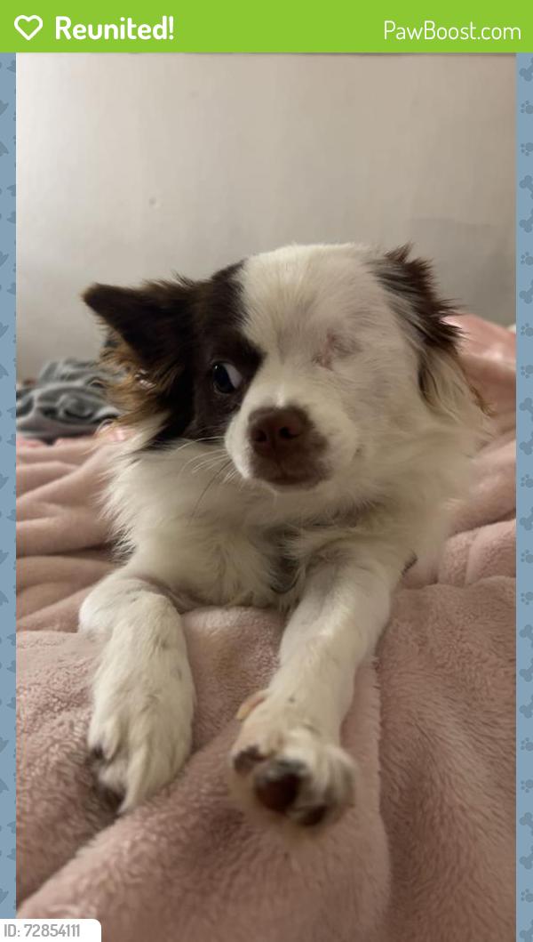 Reunited Female Dog last seen Near bairnsdale way sac 95826, Sacramento, CA 95826