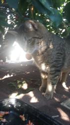 Lost Female Cat last seen Pharlap Dr. By Stevens Creek. Cupertino, Cupertino, CA 95014