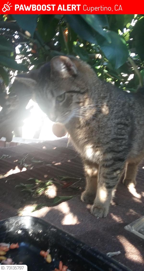 Lost Female Cat last seen Pharlap Dr. By Stevens Creek. Cupertino, Cupertino, CA 95014