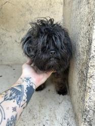 Shelter Stray Female Dog last seen Near BLOCK NW 16TH ST, OKLAHOMA CITY OK 73127, 2811 SE 29th St, Oklahoma City, OK 73129, USA