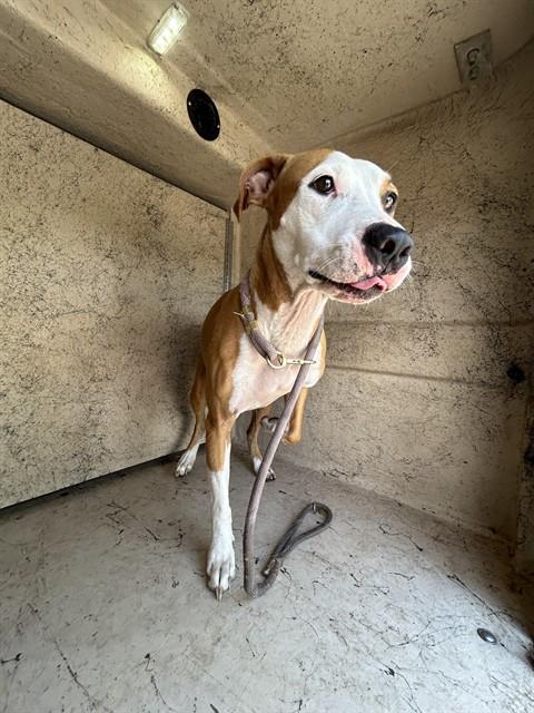 Shelter Stray Female Dog last seen Near BLOCK NW 16TH ST, OKLAHOMA CITY OK 73127, 2811 SE 29th St, Oklahoma City, OK 73129, USA
