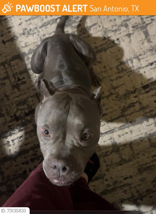 Found/Stray Female Dog last seen Oxbow Trail Head, San Antonio, TX 78249
