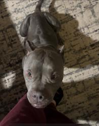 Found/Stray Female Dog last seen Oxbow Trail Head, San Antonio, TX 78249