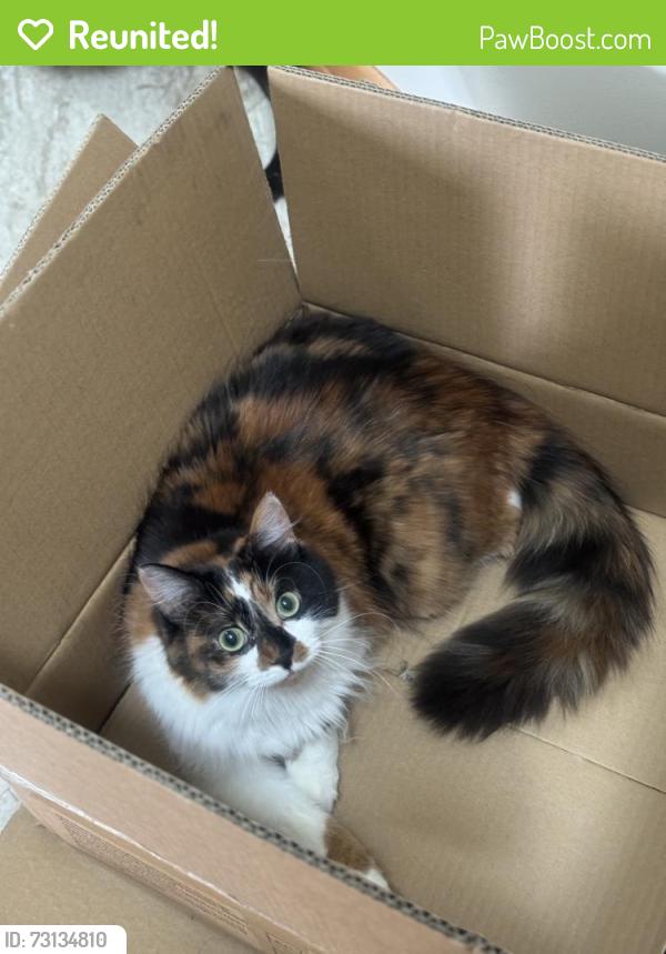 Reunited Female Cat last seen 150th St W & Greenhaven Dr, Burnsville, MN 55306