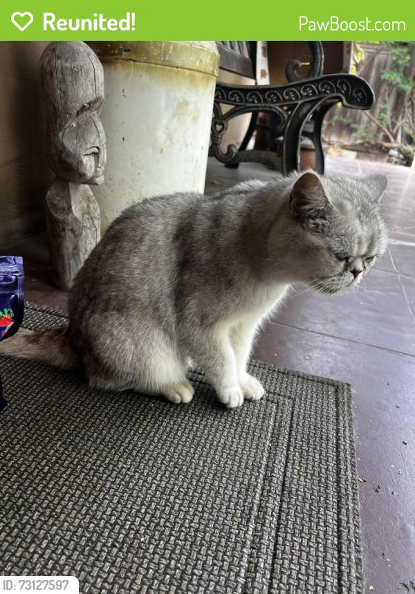 Reunited Unknown Cat last seen Elm St, Menlo Park, CA 94025
