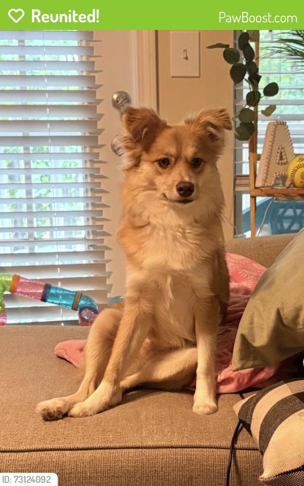 Reunited Male Dog last seen Lower Fayette rd, Newnan, GA 30263