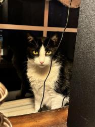 Lost Female Cat last seen Tattant Blvd & Ficquette Rd, Horizon West, FL 34786