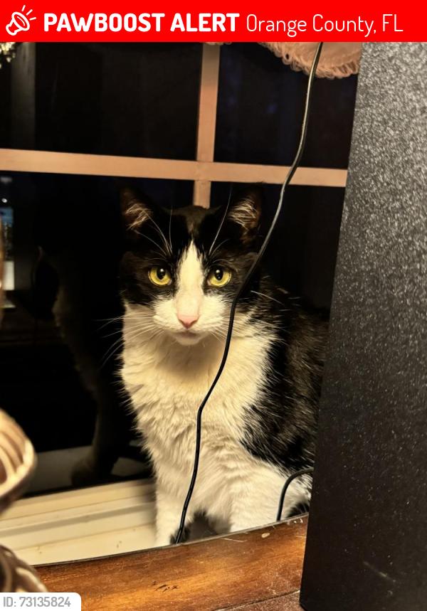 Lost Female Cat last seen Tattant Blvd & Ficquette Rd, Horizon West, FL 34786