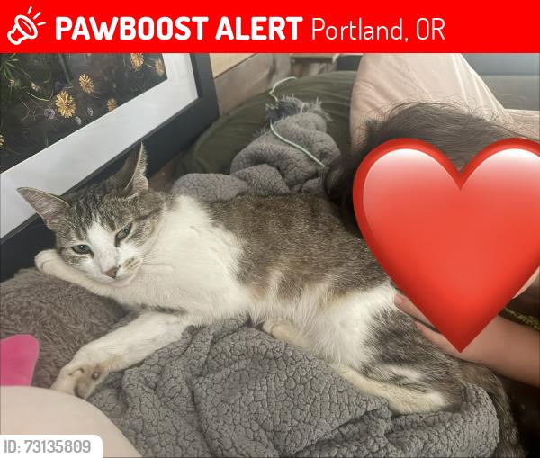 Lost Female Cat last seen NE Shaver and NE 136th, Portland, OR 97230