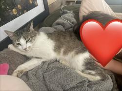 Lost Female Cat last seen NE Shaver and NE 136th, Portland, OR 97230
