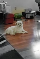 Reunited Male Dog last seen Appleton Avenue and Grantosa, Milwaukee, WI 53218