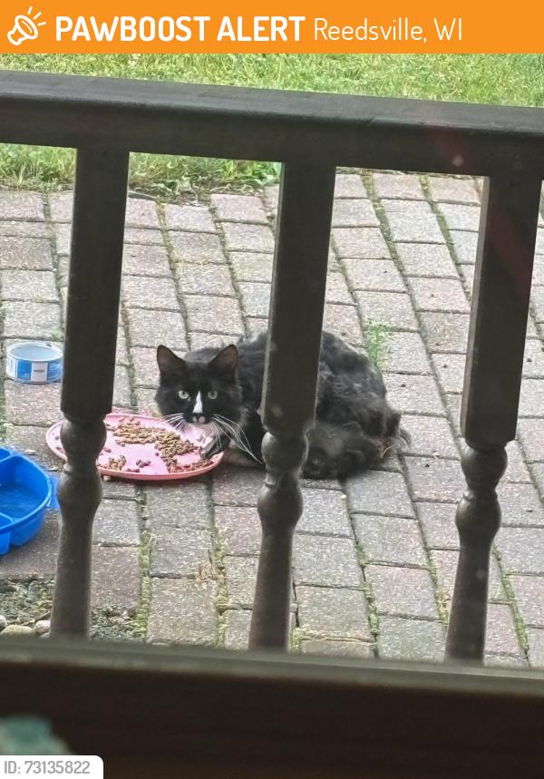 Found/Stray Unknown Cat last seen Between Valders and Reedsville., Reedsville, WI 54230