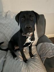 Shelter Stray Male Dog last seen , 4710 TX-151, San Antonio, TX 78227, USA