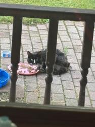 Found/Stray Unknown Cat last seen Between Valders and Reedsville., Reedsville, WI 54230