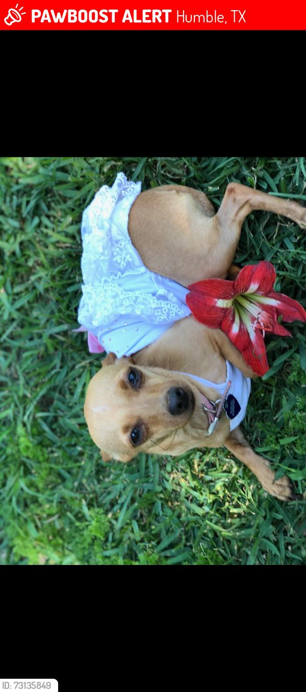 Lost Female Dog last seen Near Atascocita plum, Humble, TX 77396