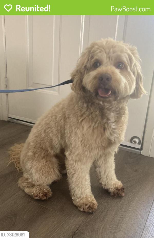 Reunited Male Dog last seen Carancho road, Temecula, CA 92590