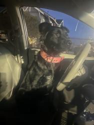 Lost Female Dog last seen donde termina el 110 para san pedro, Los Ángeles, CA 90731