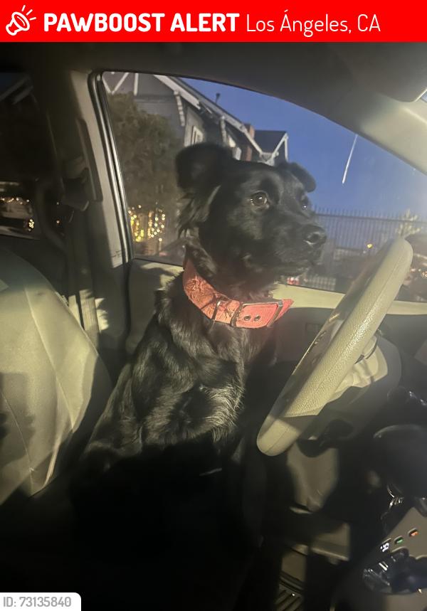 Lost Female Dog last seen donde termina el 110 para san pedro, Los Ángeles, CA 90731