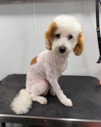 Reunited Male Dog last seen Denton country club, Argyle, TX 76226