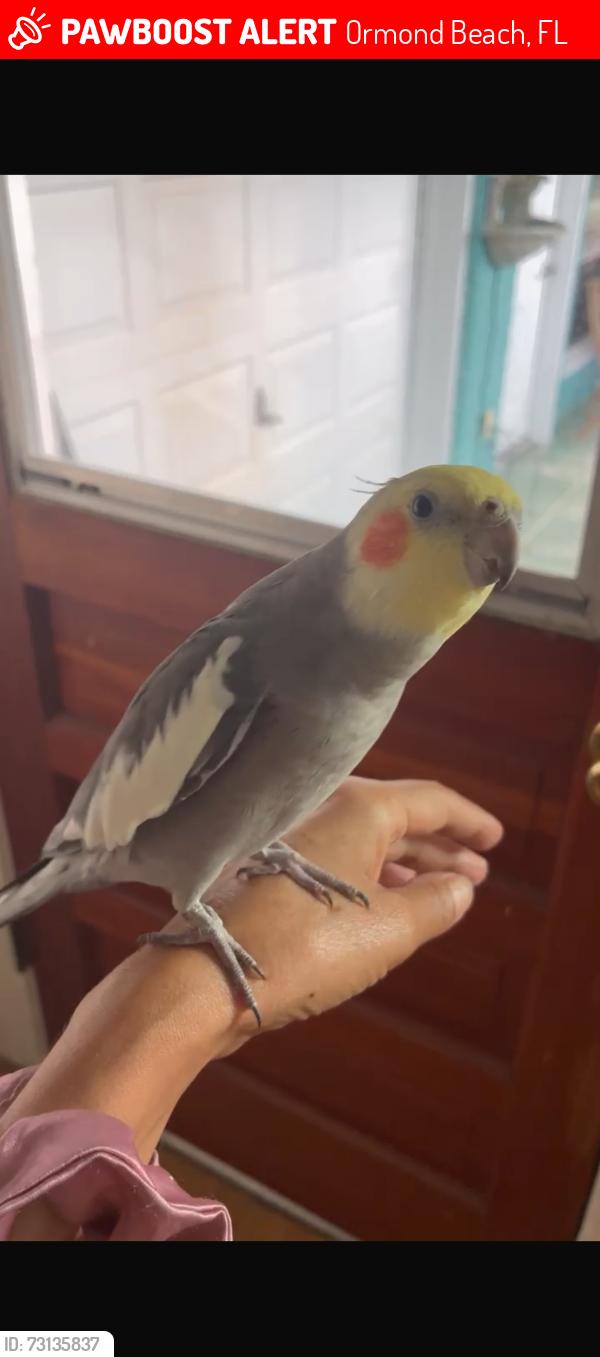 Lost Male Bird last seen A1a, Ormond Beach, FL 32176
