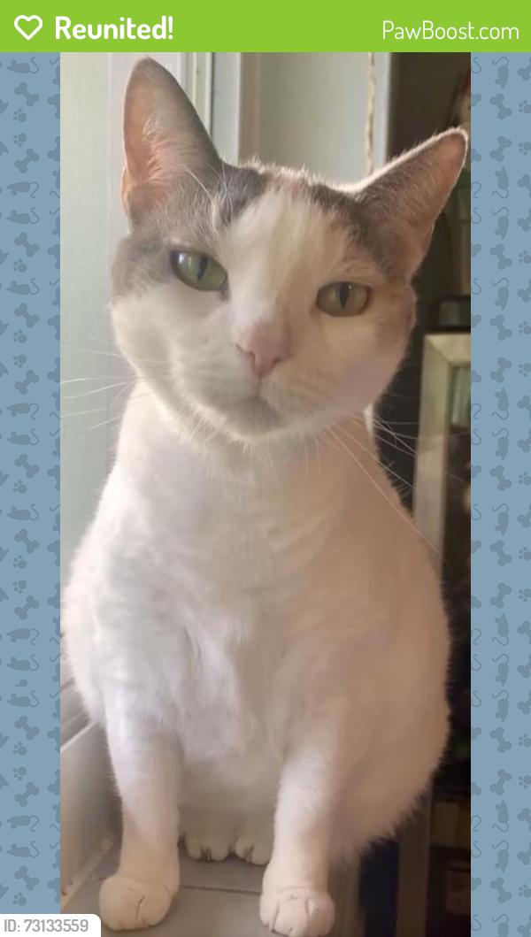 Reunited Female Cat last seen Near SW 64th St, Miami, FL 33143, USA, Miami, FL 33143