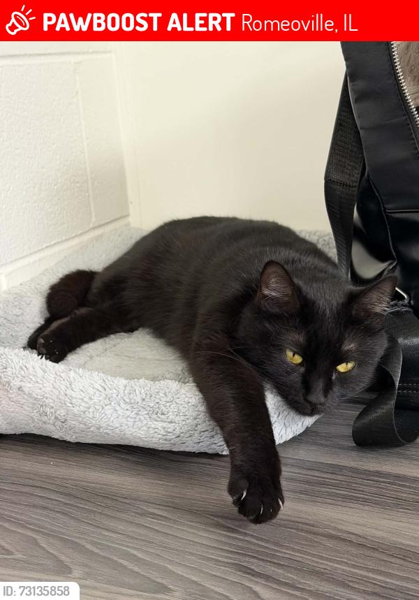 Lost Female Cat last seen McDonald, Romeoville, IL 60446