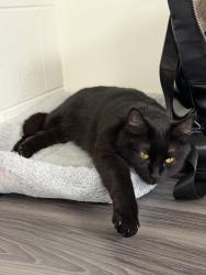 Lost Female Cat last seen McDonald, Romeoville, IL 60446
