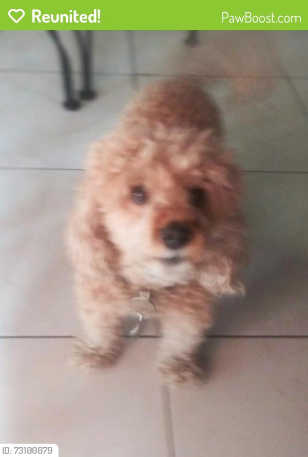 Reunited Female Dog last seen Near SE 1 PLACE.HIALEAH.FL.33010, Hialeah, FL 33010