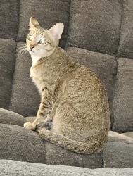 Lost Female Cat last seen 166th Pl SE, Bothell, WA 98012