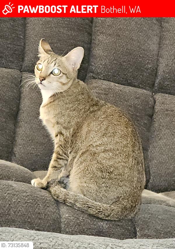 Lost Female Cat last seen 166th Pl SE, Bothell, WA 98012