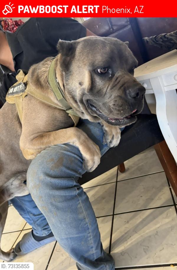 Lost Male Dog last seen 108th Ave and Glenrosa, Phoenix, AZ 85037