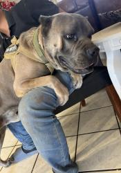 Lost Male Dog last seen 108th Ave and Glenrosa, Phoenix, AZ 85037
