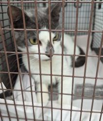 Shelter Stray Male Cat last seen BIERING LANE, 4710 TX-151, San Antonio, TX 78227, USA