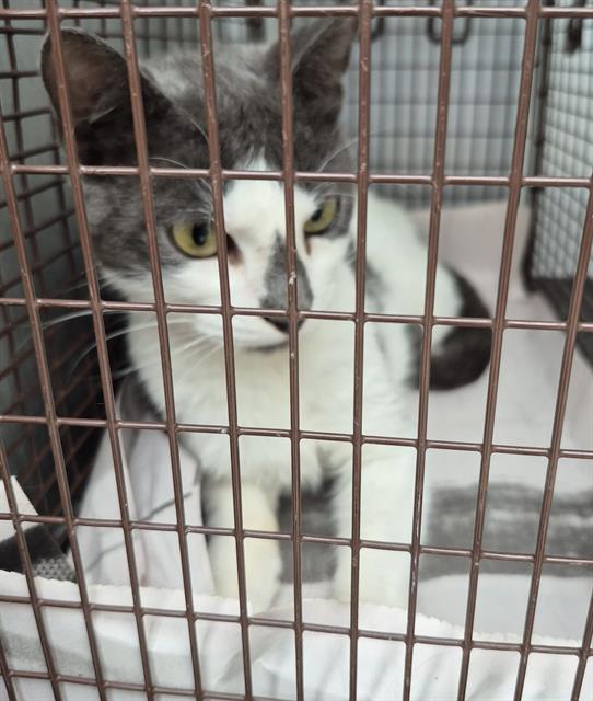 Shelter Stray Male Cat last seen BIERING LANE, 4710 TX-151, San Antonio, TX 78227, USA