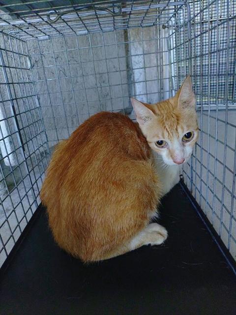 Shelter Stray Male Cat last seen Near BLOCK NW 59 WY, SUNRISE FL 33313, 2400 SW 42nd St, Fort Lauderdale, FL 33312, USA