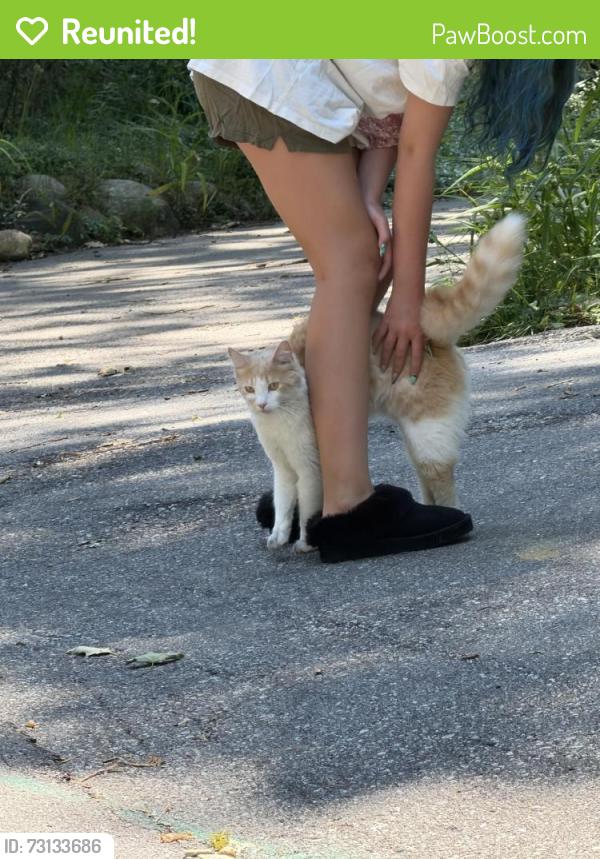 Reunited Female Cat last seen 66th & 147th, Holland, MI 49423