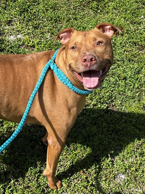 Shelter Stray Male Dog last seen Near BLOCK MIRAMAR PKY, MIRAMAR FL 33023, 2400 SW 42nd St, Fort Lauderdale, FL 33312, USA