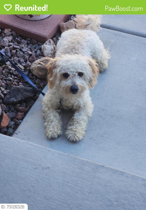 Reunited Male Dog last seen French Roast &hse Blend, Henderson, NV 89052