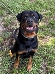 Shelter Stray Male Dog last seen Near BLOCK SUNRISE LAKES DR W, SUNRISE FL 33322, 2400 SW 42nd St, Fort Lauderdale, FL 33312, USA