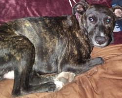 Lost Female Dog last seen Circle k of Manchester and 2nd ave, Columbus, GA 31904