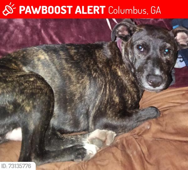 Lost Female Dog last seen Circle k of Manchester and 2nd ave, Columbus, GA 31904
