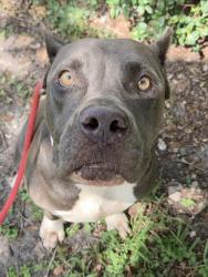 Shelter Stray Female Dog last seen Near BLOCK JASMINE AV, MIRAMAR FL 33023, 2400 SW 42nd St, Fort Lauderdale, FL 33312, USA