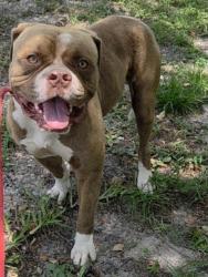 Shelter Stray Male Dog last seen Near BLOCK NW 6TH ST, FORT LAUDERDALE, FL 33311, 2400 SW 42nd St, Fort Lauderdale, FL 33312, USA
