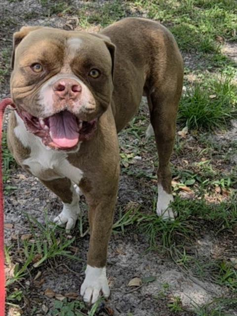 Shelter Stray Male Dog last seen Near BLOCK NW 6TH ST, FORT LAUDERDALE, FL 33311, 2400 SW 42nd St, Fort Lauderdale, FL 33312, USA
