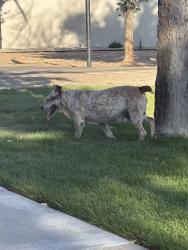 Reunited Male Dog last seen Near Montgomery Blvd NE, Albuquerque, NM 87109, USA, Albuquerque, NM 87111
