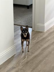 Reunited Female Dog last seen Near Shaw Rd, Cypress, TX 77429, USA, Cypress, TX 77429