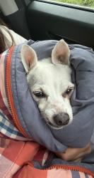 Found/Stray Female Dog last seen Westview & Mcneely, Houston, TX 77024