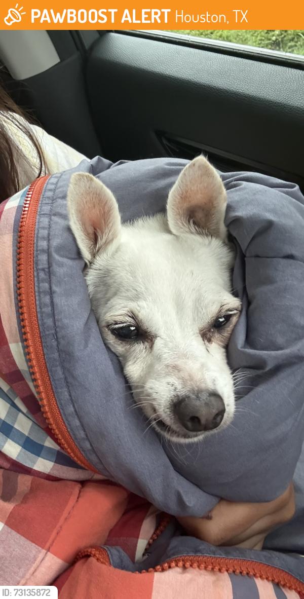 Found/Stray Female Dog last seen Westview & Mcneely, Houston, TX 77024