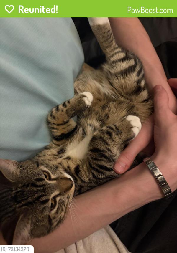 Reunited Female Cat last seen Pineridge, Calgary, AB, Canada, Calgary, AB 
